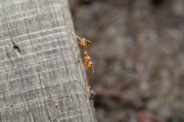 Ant walking on the wood.