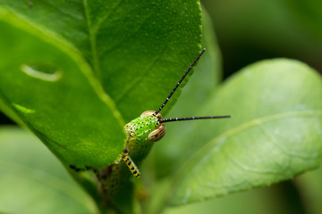 Grasshopper on the Leaf