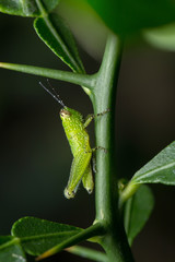 Grasshopper in the tree