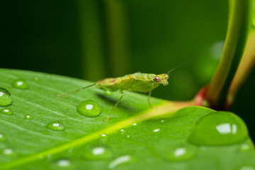 Mantis on the Leaf