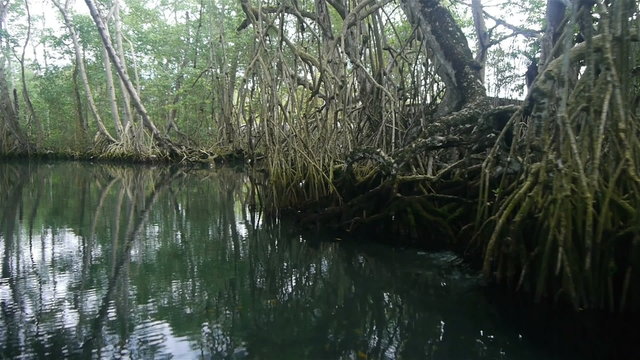Mangrove trees in Dominican republic