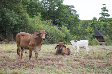 Two cows and on cattle in the field