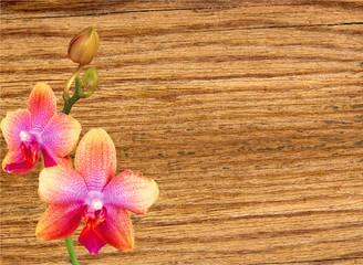 beautiful orchid over wooden table background