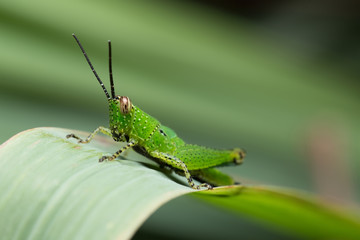 Grasshopper on the Leaf