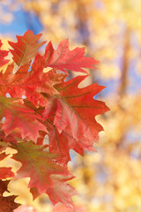 Red Autumn Foliage, close up