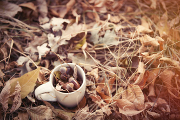Cup with acorns