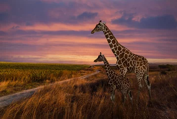 Crédence de cuisine en verre imprimé Girafe Giraffes and The Landscape