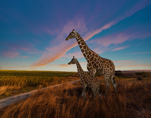 Giraffes and The Landscape