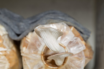 Oyster mushroom