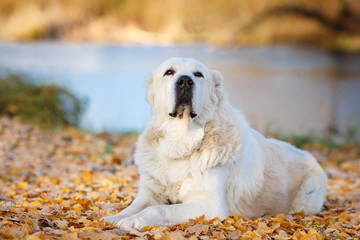 Алабай лежит на желтых листьях