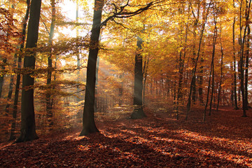 Beautiful forest in autumn, Poland
