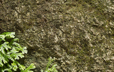 moss-covered old stone