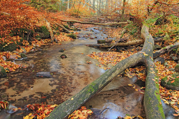 Autumn forest and little creek with old fallen logs
