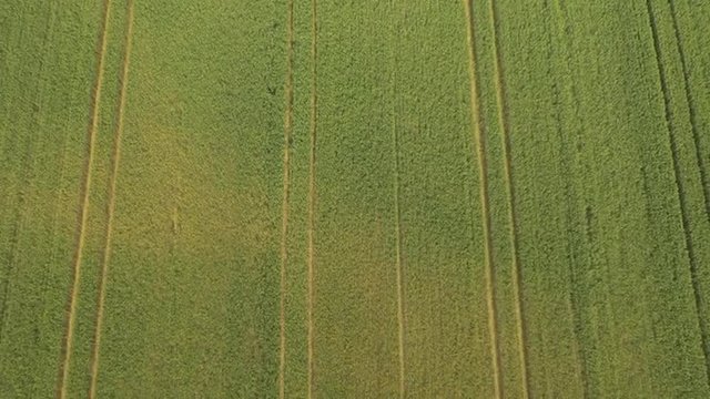 AERIAL: Flying above vast wheat field in early summer
