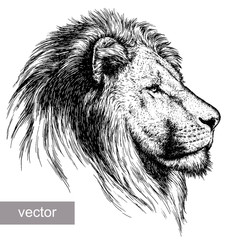 engrave lion illustration  © doublebubble_rus
