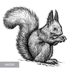 engrave squirrel illustration © doublebubble_rus
