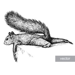 engrave squirrel illustration