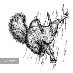 engrave squirrel illustration