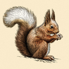 engrave squirrel illustration
