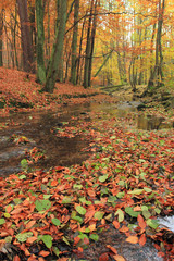 Autumn forest with little creek
