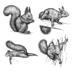 Fotobehang engrave squirrel illustration © doublebubble_rus
