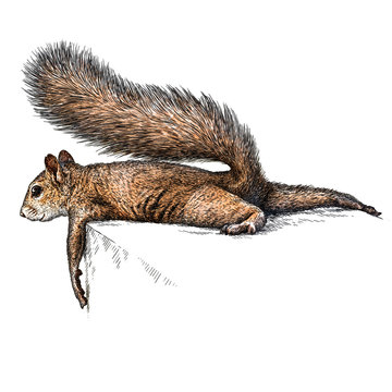 recommend clip art: engrave squirrel illustration