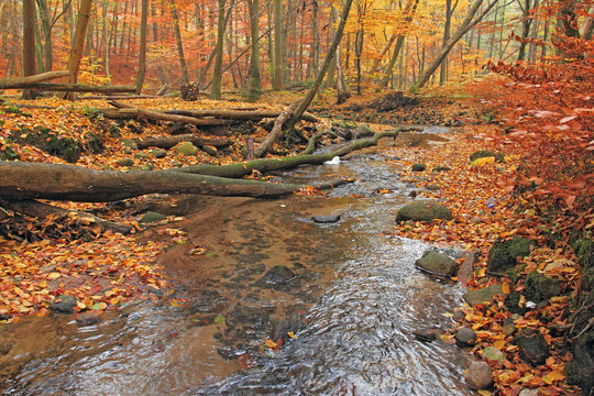 Fototapeta Forest in autumn season, Poland