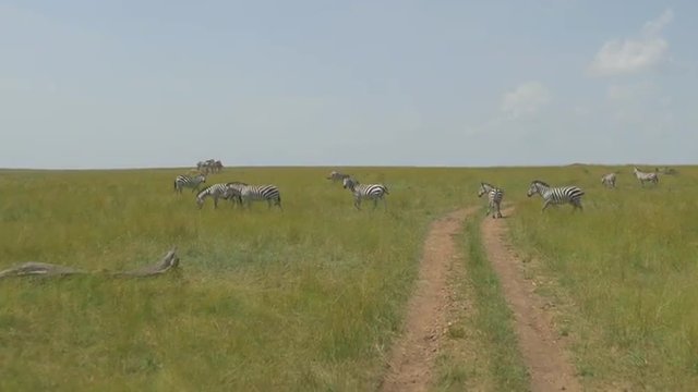 AERIAL: Driving through African safari pass the zebras