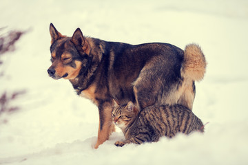 Cat and dog best friends outdoors in the snow