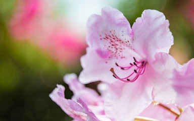 Fototapeta na wymiar Pink Rhododendron close-up