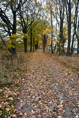 autumn alley with fallen leaves and path 
