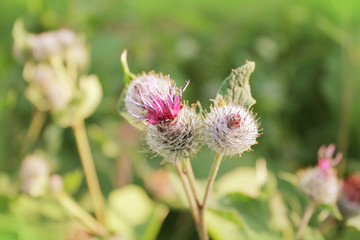 Burr (arctium lappa) flower