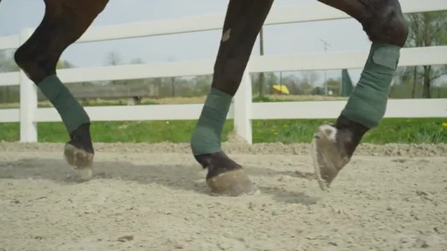 SLOW MOTION CLOSE UP: Dressage horse running in sand arena