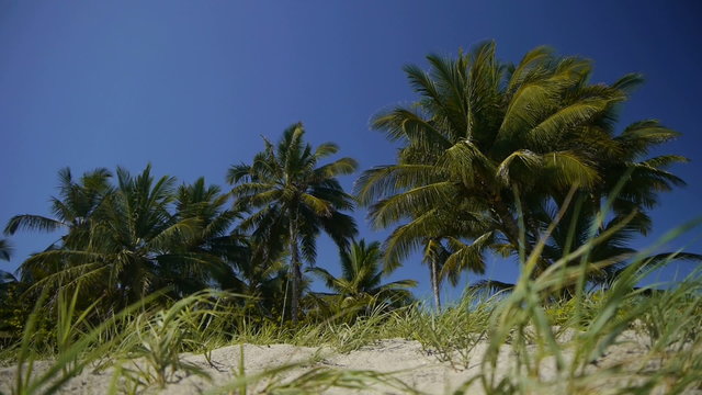 DOLLY: Caribbean palm trees