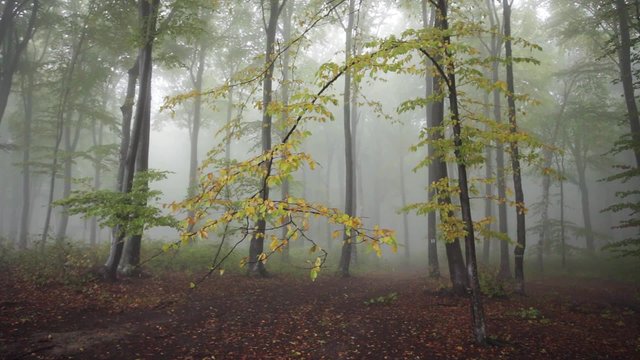 Foggy autumn forest with nature rainy sounds