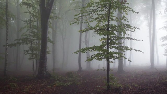 Magic misty autumn forest with nature rainy sounds
