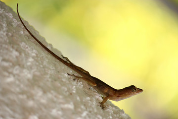 Ящерица lizard