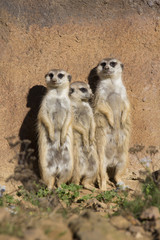 Meerkat, Suricata suricatta, basking in the autumn sun