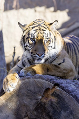 Young female Sumatran tiger, Panthera tigris sumatrae