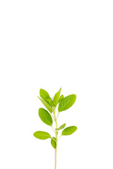 Green basil isolated on the white background
