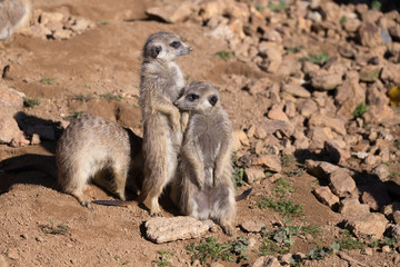 meerkat or suricate