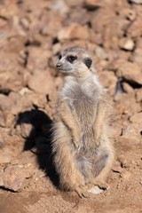 Naklejka na ściany i meble female of meerkat or suricate
