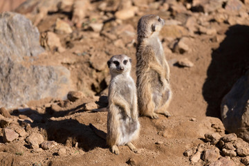 meerkat or suricate