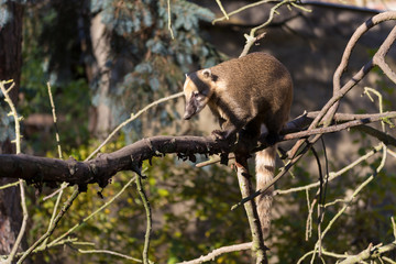 South American coati (Nasua nasua)
