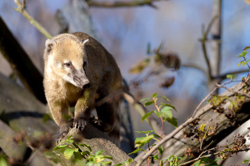 South American coati (Nasua nasua)