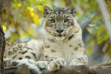 Fototapeta na wymiar resting snow leopard, Uncia uncia, portrait.