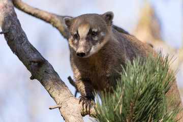 South American coati (Nasua nasua)