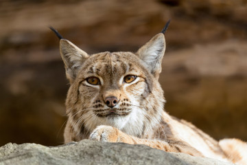 Naklejka na ściany i meble Lynx Portrait during the autumn