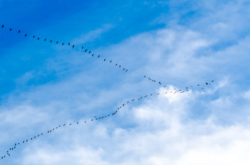 Kanada Gänse im Formationsflug
