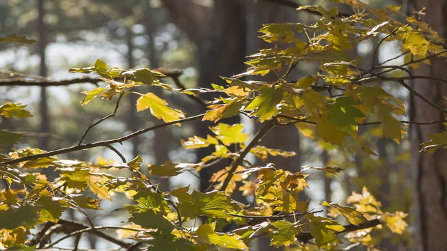  Maple branches swaying in the autumn wind on a sunny day